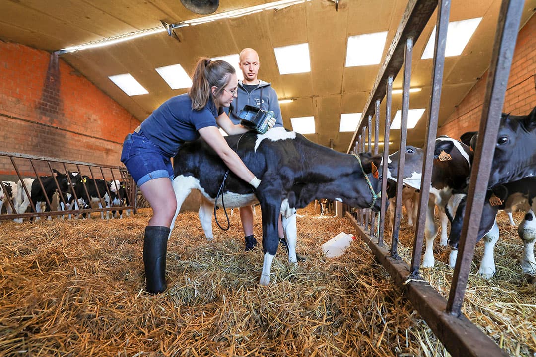 Dierenarts Xanthe Helsen bekijkt de gezondheid van de longen van een kalf in de groepshuisvesting op stro en met drinkautomaat. - Foto's: Bert Jansen