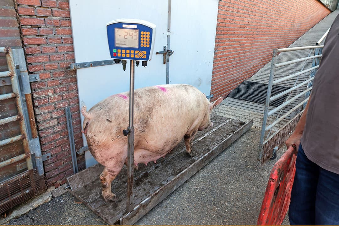 Ploumen weegt alle zeugen voor en na de kraamstal. Gelten worden voor de eerste dekking vaker gewogen om het juiste dekmoment te bepalen. - Foto's: Bert Jansen