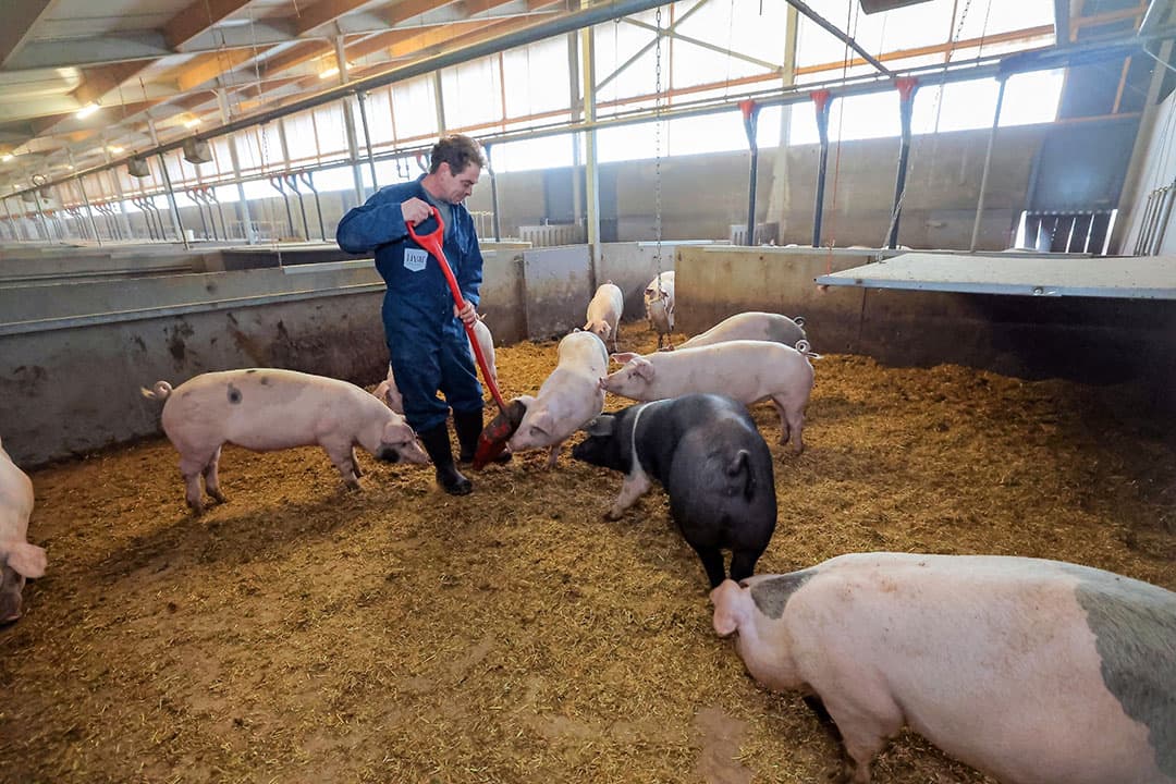 Medewerker Will tussen de varkens. Arbeidsbesparing en -gemak was één van de uitgangspunten voor de bouw. - Foto's: Bert Jansen