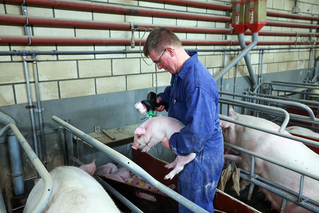 In een handeling vaccineert Barry Willems biggen en registreert via de injector de behandeling in het managementsysteem. - Foto's: Bert Jansen