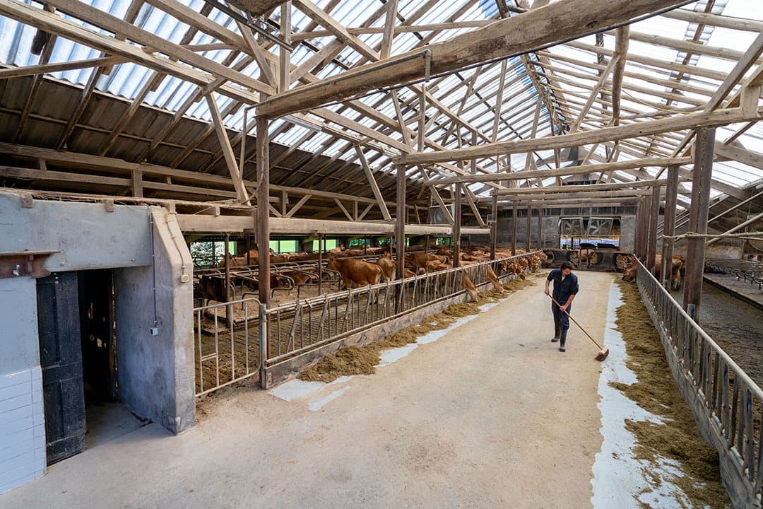 De ligboxenstal uit 1982 is voorzien van ventilatoren en diepstrooiselboxen. - Foto's: Jan Willem Schouten