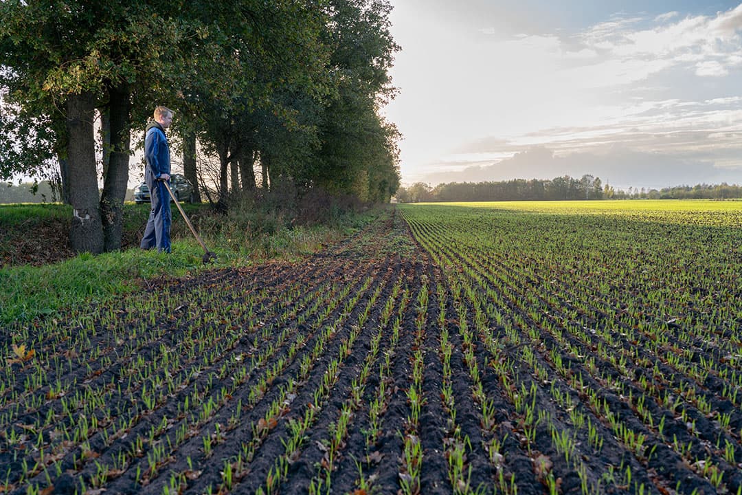 Waar langs het perceel ‘Voor Aike’ de bomen begonnen is er voor volgend jaar voor gekozen daar geen wintertarwe in te zaaien. De saldokaart van het perceel laat zien dat daar de opbrengst de toegerekende kosten niet goed maakt. - Foto: Jan Willem Schouten