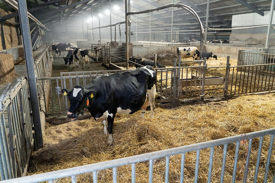 Maatschap Bakker-Kraaij realiseert bij de melkkoeien een levensproductie bij afvoer van 70.653 kilo. Vooraan op de foto het afkalfhok en daarachter het strohok waarin koeien verblijven die zich niet zo goed redden in de ligboxenstal. De veehouders zijn nog elke dag blij met de keuze voor een groot strohok. - Foto's: Jan Willem Schouten