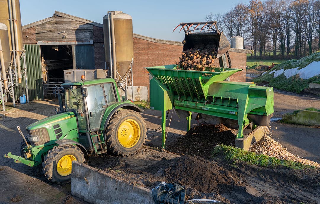 Dagelijks snijdt Bert Wissels voederbieten voor zijn melkkoeien. Met dit eigen geteeld voer kan hij flink besparen op krachtvoer. - Foto's: Jan Willem Schouten