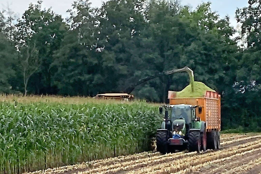 De oogst van het Pioneerras op 23 september 2022. De mais werd erg lang en bleef langer groen dan het andere ras.