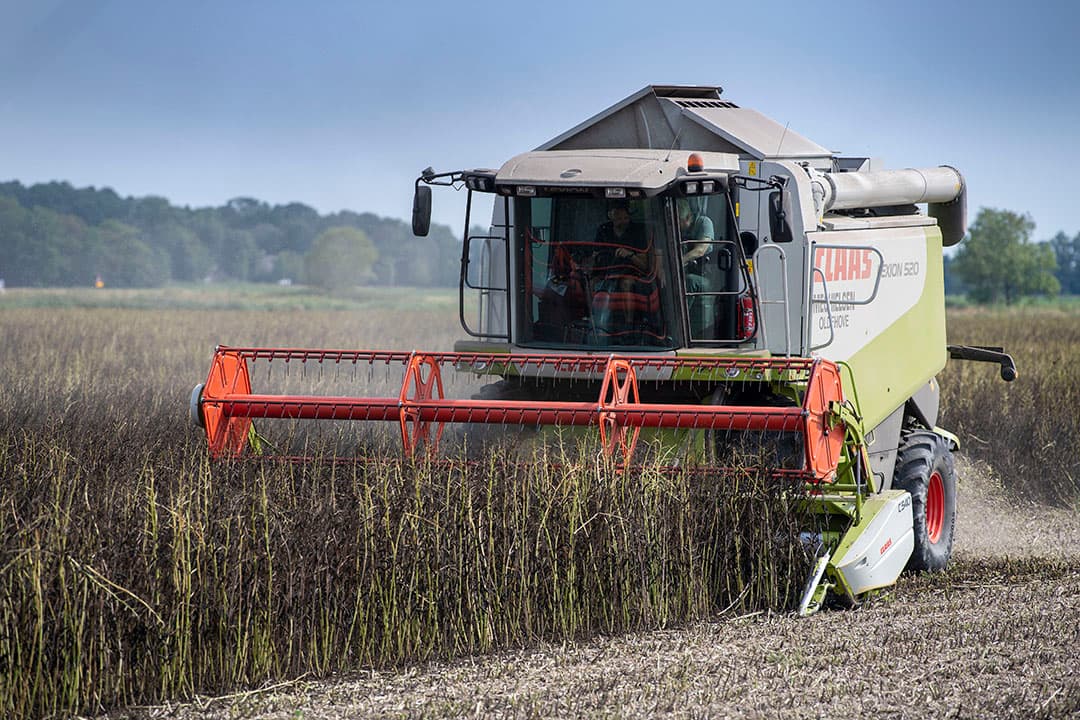 Iwema oogst op 29 juli zijn veldbonen. De bonen tellen mee als eiwitgewas in de eco-regeling van het nieuwe GLB. - Foto: Mark Pasveer