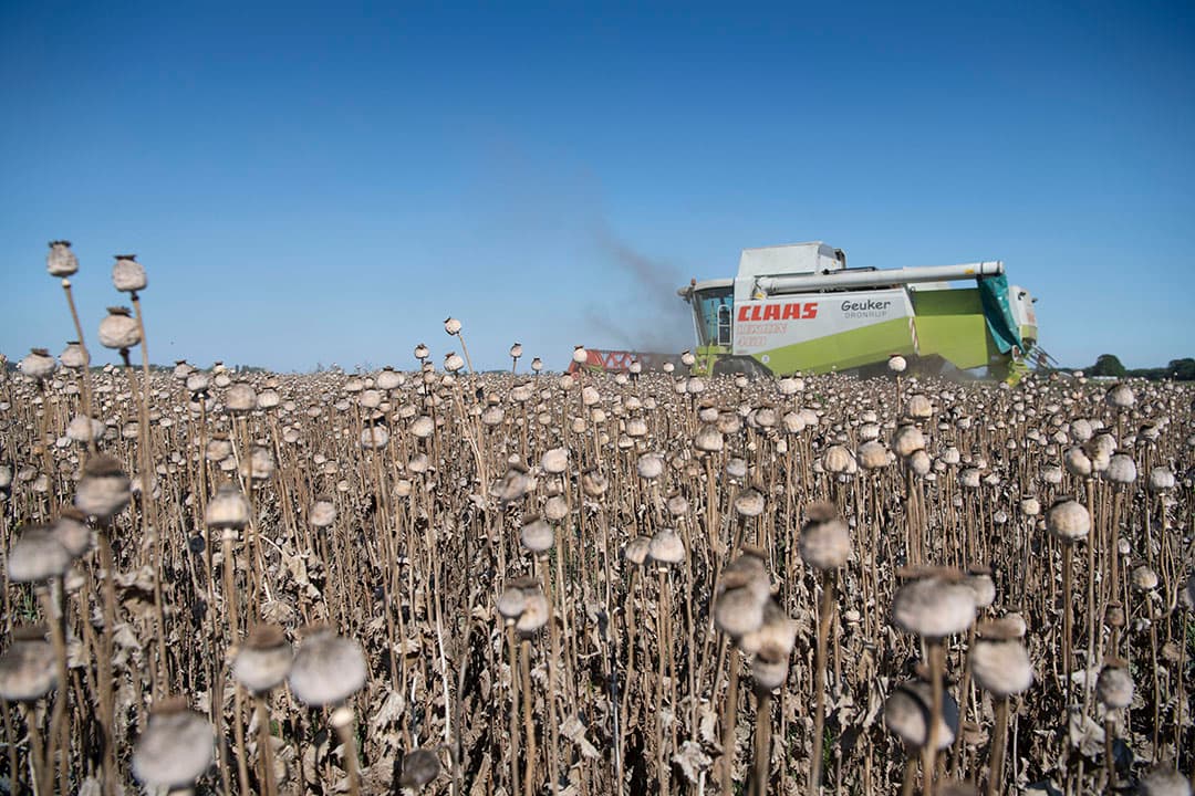 Met de Claas Lexion 460 werd op 25 augustus 7.600 kg ongeschoond blauwmaanzaad geoogst op 8,6 % vocht. - Foto's: Mark Pasveer