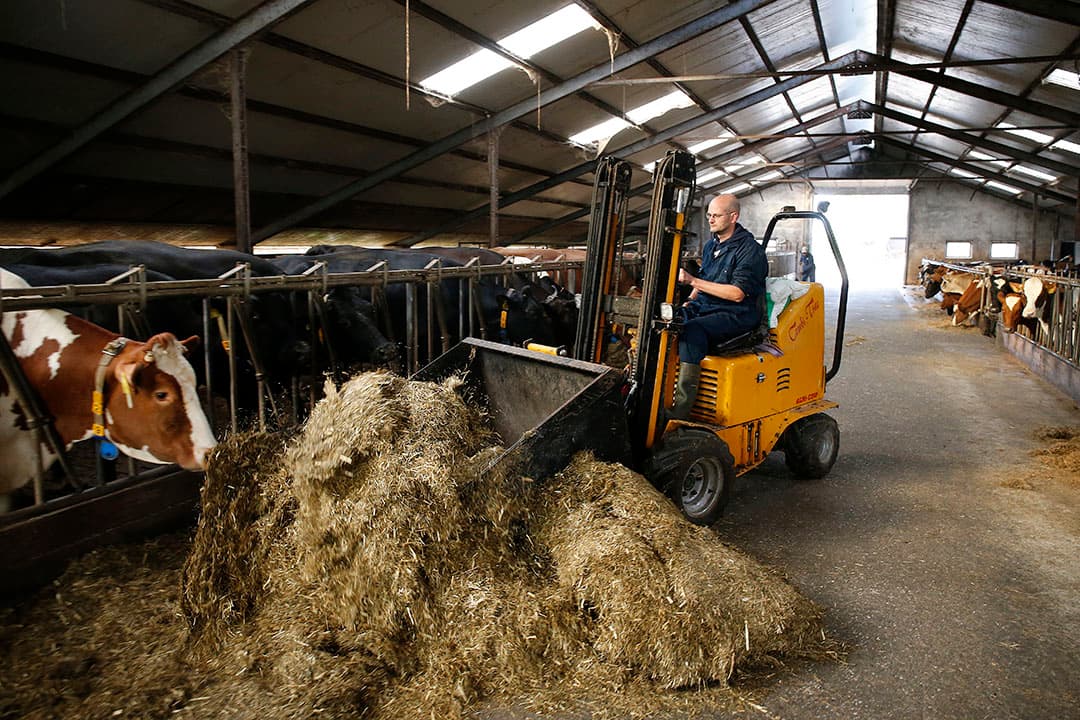 Edwin Keuper voert de droge koeien met de shovel. Hij houdt van simpel werken. - Foto's: Hans Prinsen