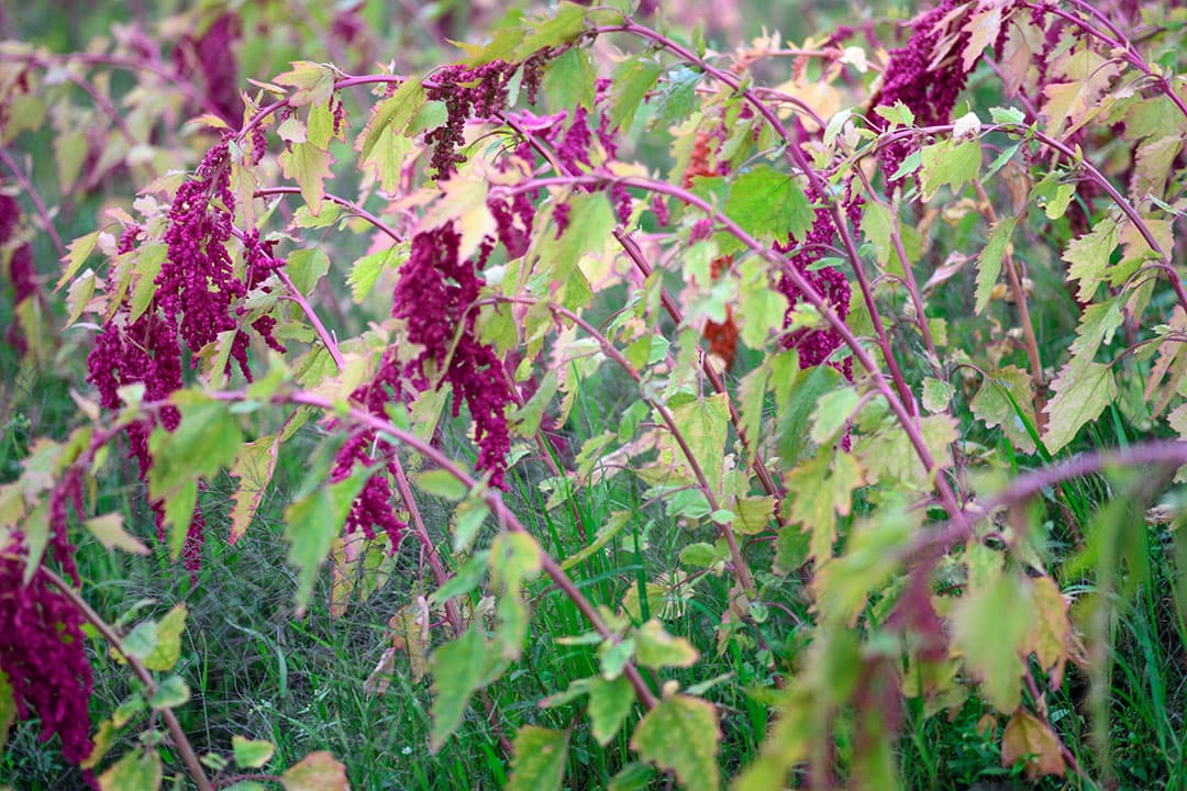 Teelt van quinoa. - Foto: Canva