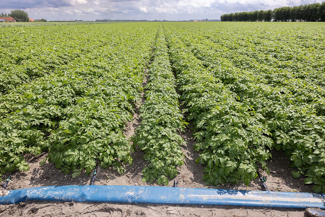 Een perceel aardappelen waarin druppelirrigatie ligt. Delphy en Rusthoeve gaan dit seizoen onderzoeken of zo’n systeem autonoom aangestuurd kan worden. - Foto: Peter Roek