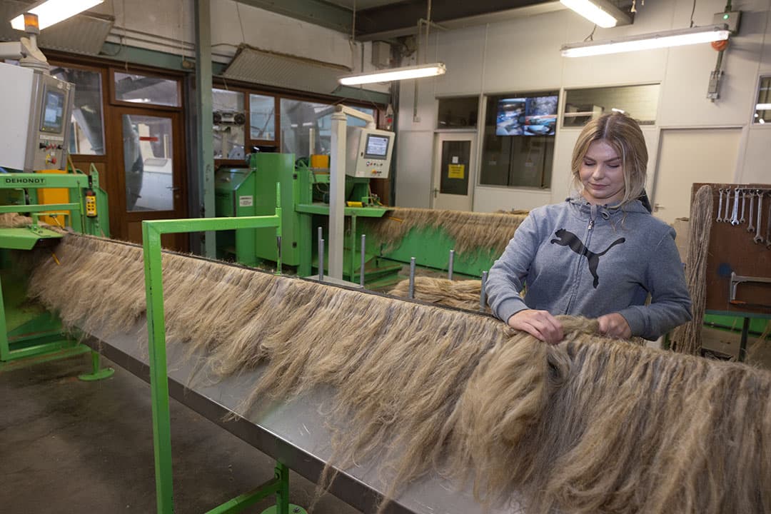 Voor succesvolle toepassing van vezelhennep voor textiel is optimalisatie van zowel teelt als verwerking nodig. Hennepvezels zijn grover dan vlasvezels en dat vraagt aanpassingen aan zwingellijnen bij vlasverwerkers en bij verwerking in spinnerij en weverij. - Foto: Peter Roek