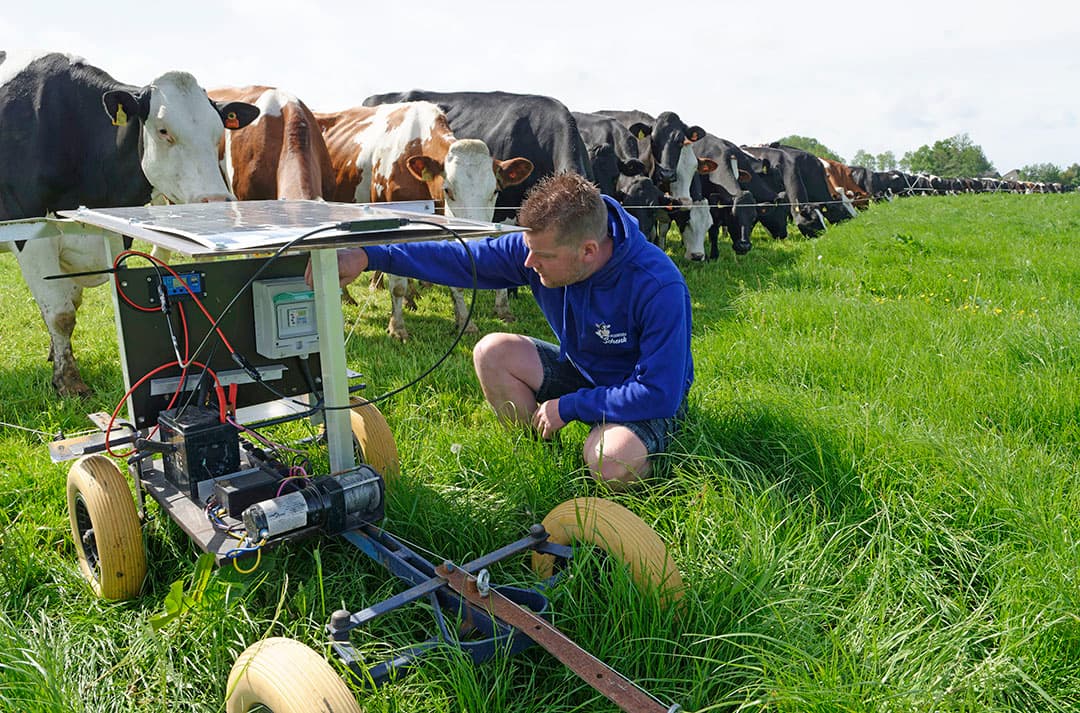 Schenk weidt zijn koeien in de avond en nacht. Er wordt gewerkt met stripgrazen. Het verzetten van de draad is geautomatiseerd. - Foto's: Lex Salverda