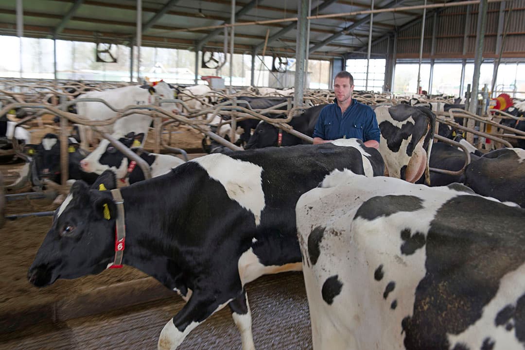 Melkkoeien minder eiwit voeren, en tegelijk gezonde koeien met een hoge productie en hoge leeftijd op stal hebben, hoe doe je dat?