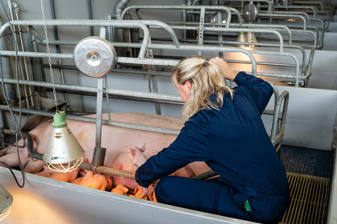 Sinds april dit jaar produceert familie Geijsel onder het keurmerk 1 ster  Beter Leven en neemt deel aan het ketenconcept Varken op z’n Best. De biggen gaan naar een vleesvarkenshouder waarmee een vaste koppeling is. - Foto's: Andrea van Schaik