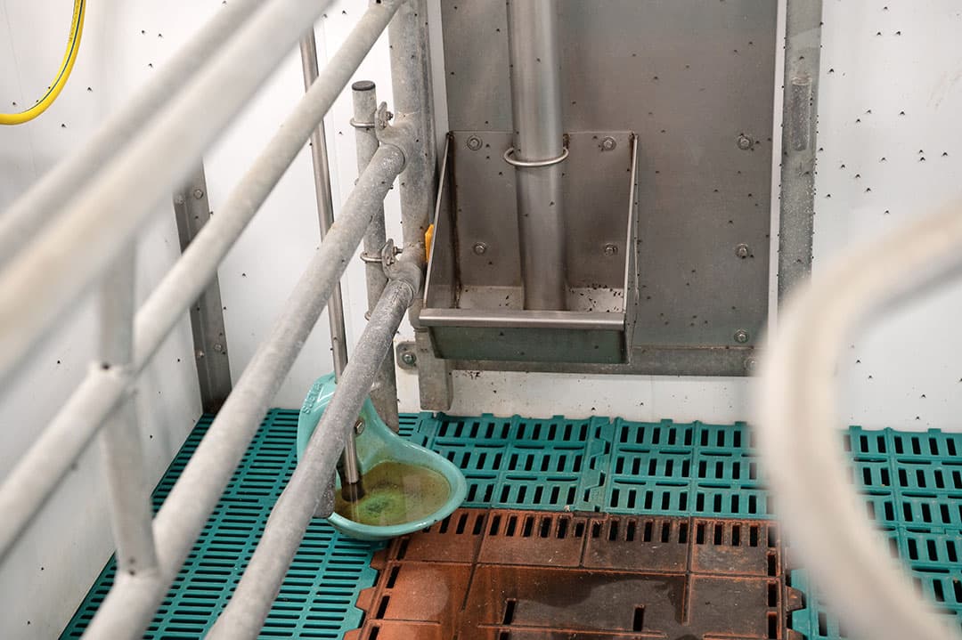 Doordat de zeugen graag met de kop naar voergang en biggennest liggen is er meer vervuiling van voer- en drinkbak.