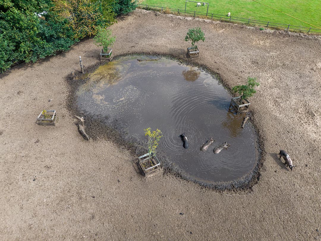 Rond de poel zijn voldoende ligplekken in de schaduw van jonge fruitbomen en oudere eikenbomen langs de doorgaande weg.