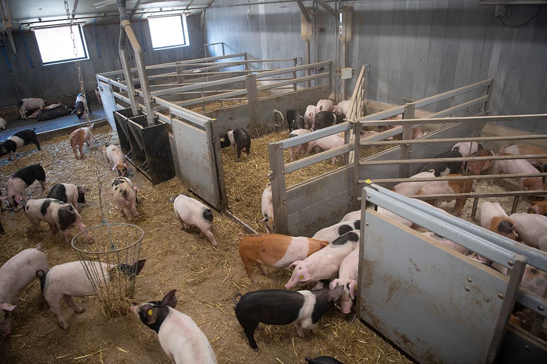 De biggen worden op vijf weken gespeend en blijven dan in de kraamopfokhokken tot 30 kilo. De vleesvarkens levert Van der Vegt nu nog onder het KDV-label antibioticavrij leven aan Westfort. - Foto's: Michel Velderman