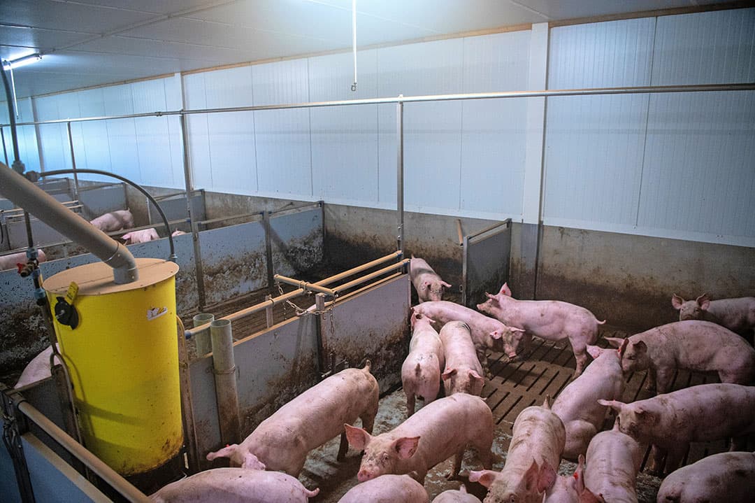 De groei van vleesvarkens is snel omhoog gegaan afgelopen jaren. De ontwikkeling van de voederconversie bleef achter. - Foto: Michel Velderman