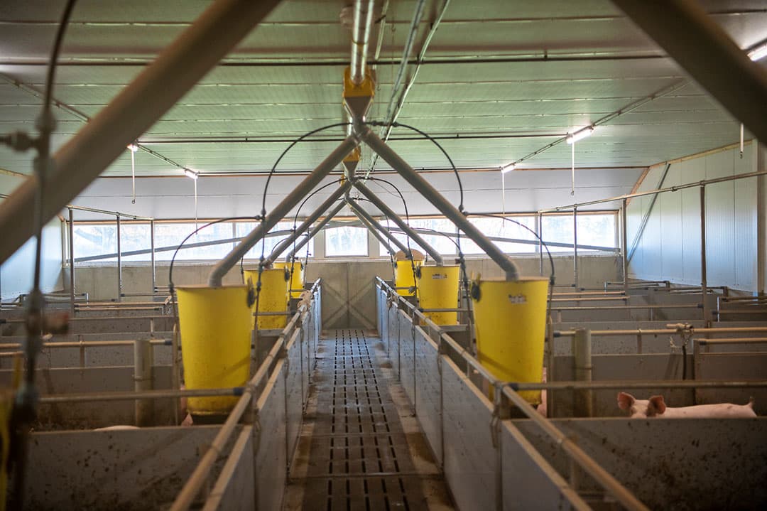 Ter Keurs voert onbeperkt met Verba-bakken zodat varkens geleidelijker voer opnemen.