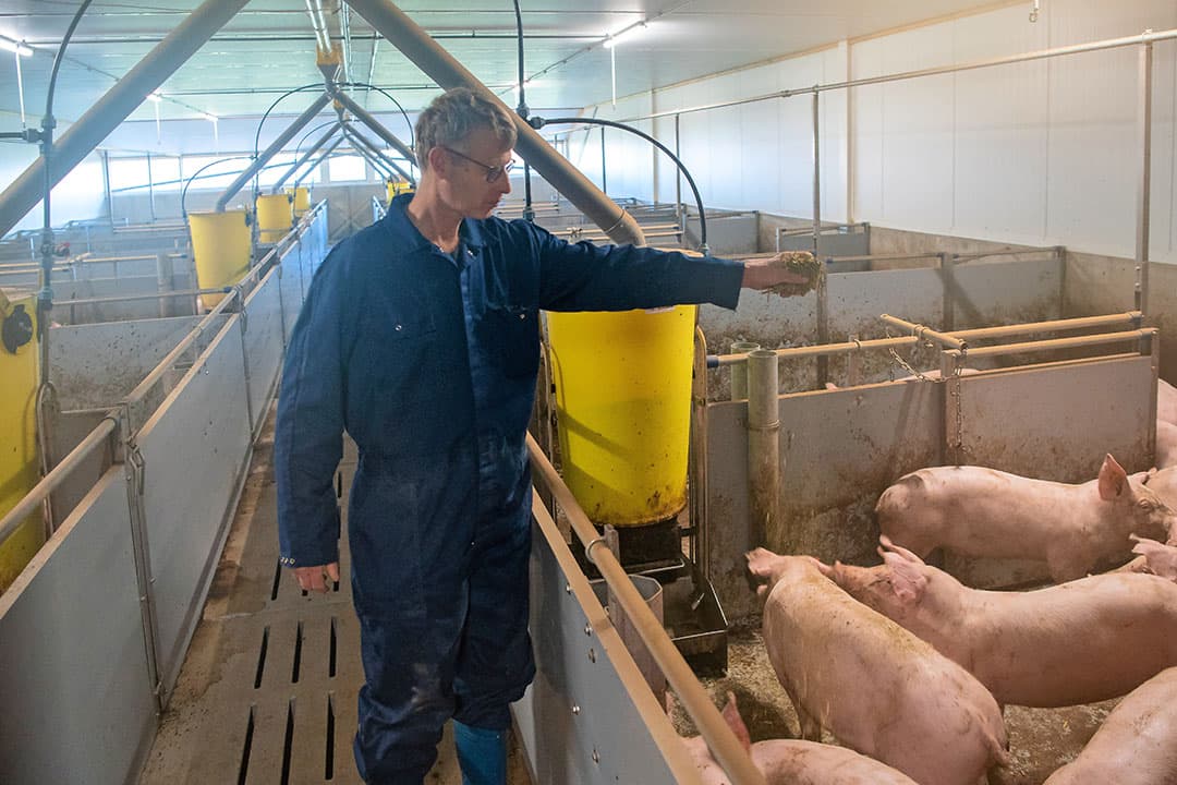 Dagelijks verstrekt Ter Keurs gehakseld stro als verrijkingsmateriaal. De jongste biggen krijgen extra zodat ze de dichte vloer niet bevuilen. - Foto's: Michel Velderman