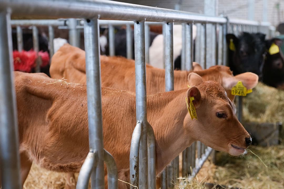 Om hogere gehaltes te melken, zijn zeven Jersey kalveren gekocht.