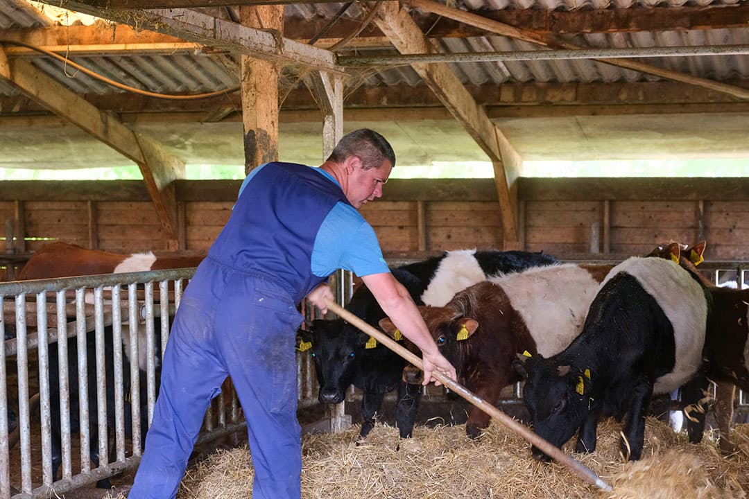 Wim houdt de ossen op stro. Hij hoopt dit jaar de potstal af te bouwen, waarmee hij de huisvesting van het vleesvee optimaliseert.