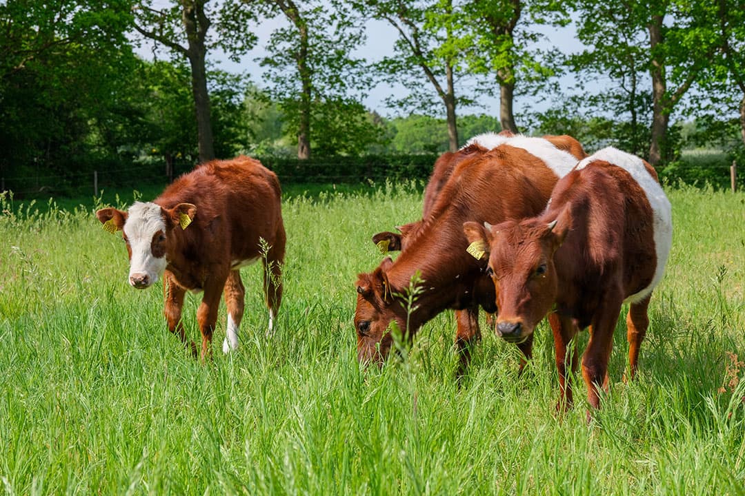 Jongvee van Lakenvelders (rechts) en een Groninger Blaarkop (links) in de wei. Consumenten die rundvlees kopen, houden deze zeldzame rundveerassen in stand.