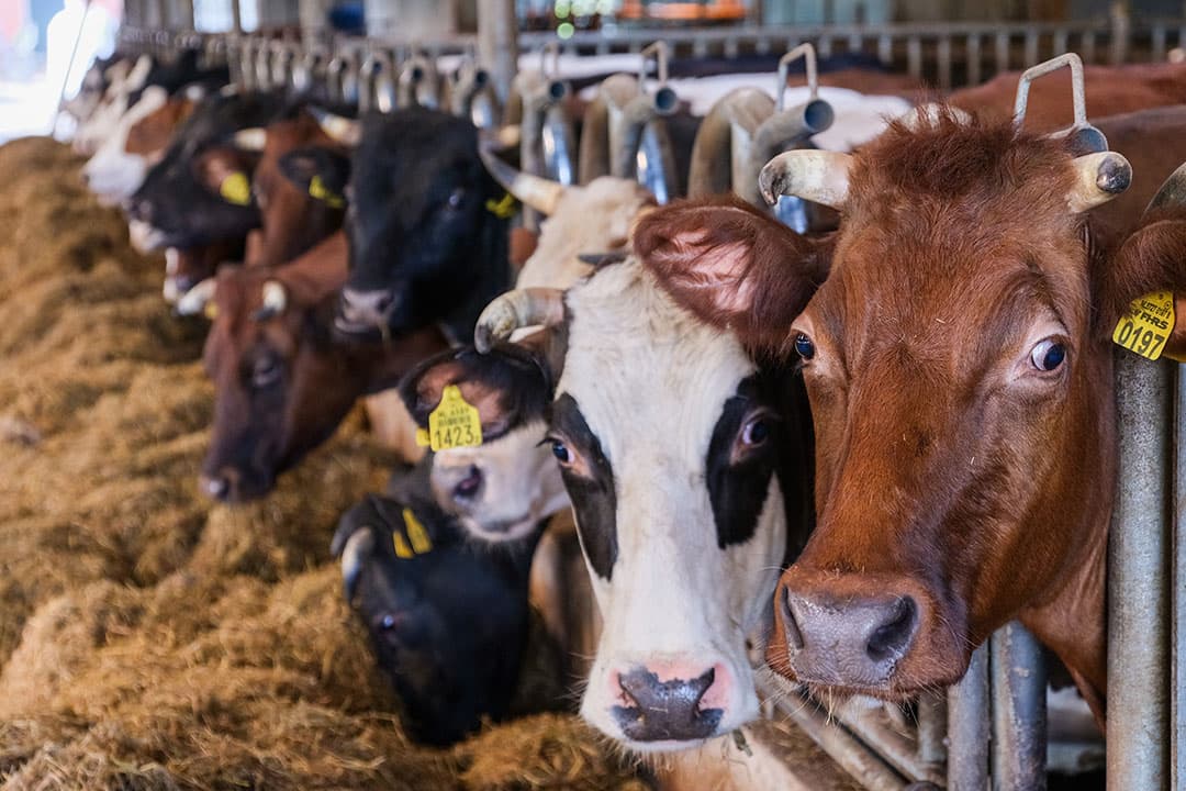 De vennoten houden vee van de zeldzame rassen Lakenvelder en Groninger Blaarkop. Er zijn 30 melkkoeien, 30 ossen en 30 stuks jongvee op 90 hectare grond in gebruik.