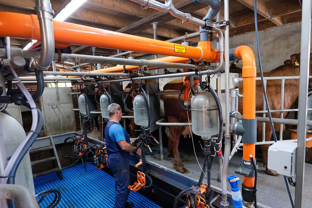 Vanaf december 2020 melken de vennoten ook een deel van hun koeien en zijn daarmee het derde bedrijf in Nederland dat Lakenvelders melkt. Wim heeft daartoe de melkstal volledig vernieuwd.