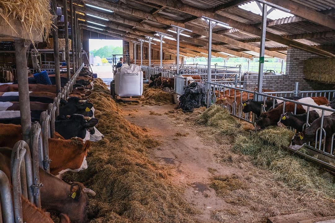 Wim en Tessa vinden de huisvesting van het vee in de ligboxenstal niet ideaal. Daarom bouwen ze een potstal voor het vleesvee.