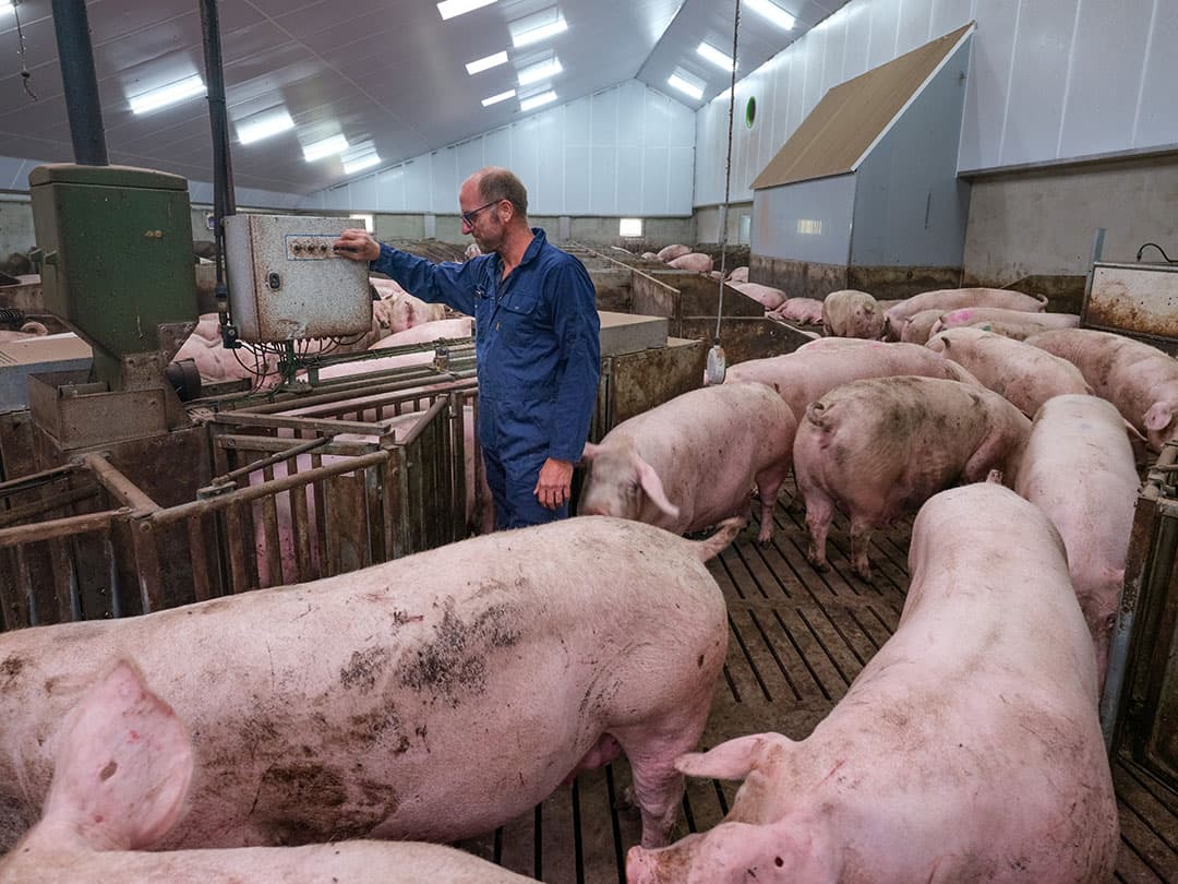 De dragende-zeugenstal met twee dynamische groepen en voerstations heeft veel inhoud met een nokhoogte van 9 meter. - Foto's: Jan Willem van Vliet