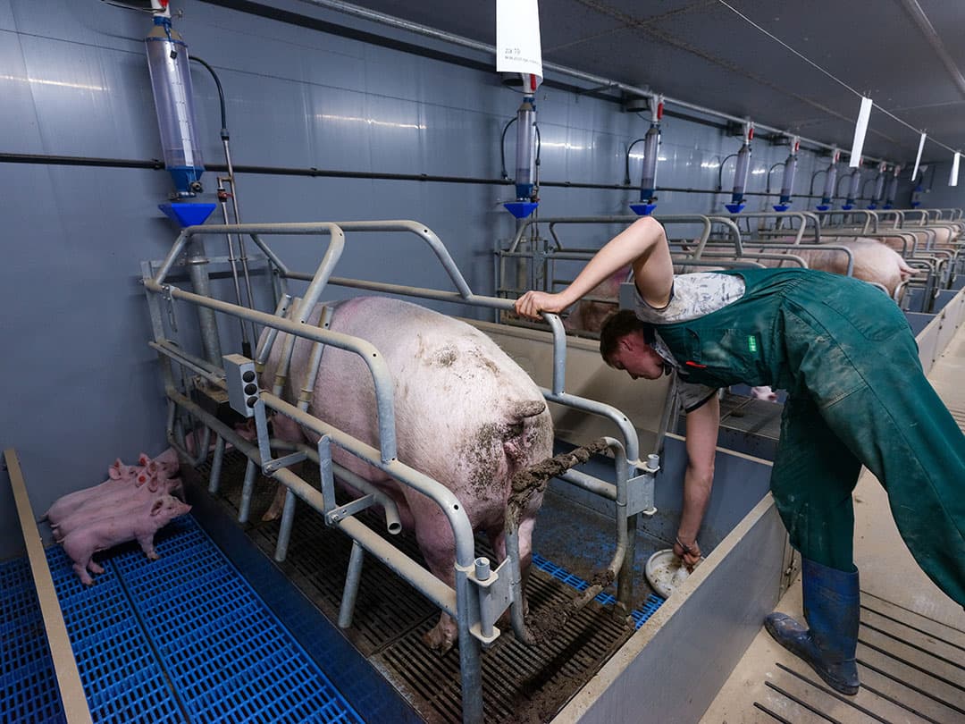 In de kraamstal is gekozen voor een beweegbare vloer zodat er met minder arbeid ook minder biggen uitvallen.