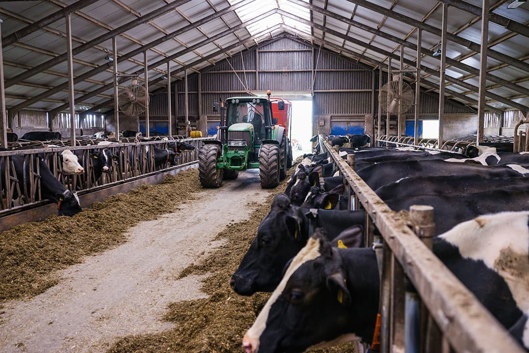 De opname van het mengsel van grasklaver en kruiden is hoog. Iwema melkt goed op een hoog aandeel ruwvoer in het rantsoen.