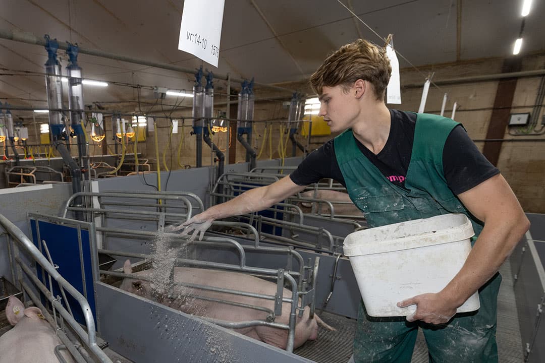 De 20-jarige Sjoerd Derksen leidt een vermeerderingsbedrijf met 1.800 SPF-zeugen.