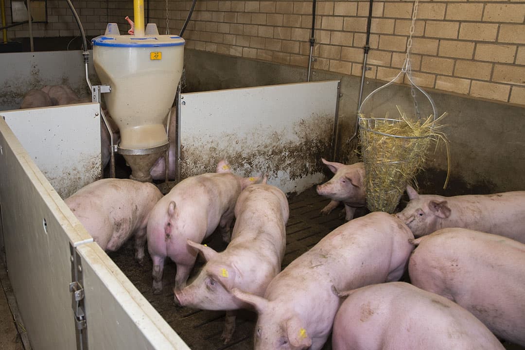 Varkenshouder Martin Dams (32) in Kerken (Noordrijn-Westfalen, D.) koos voor eigen aanfok van zeugen om de gezondheid te verbeteren. De opfokzeugen krijgen de eerste maanden onbeperkt voer uit een feeder. Op termijn wil Dams beperkt voeren uit een lange trog. - Foto's: Twan Wiermans