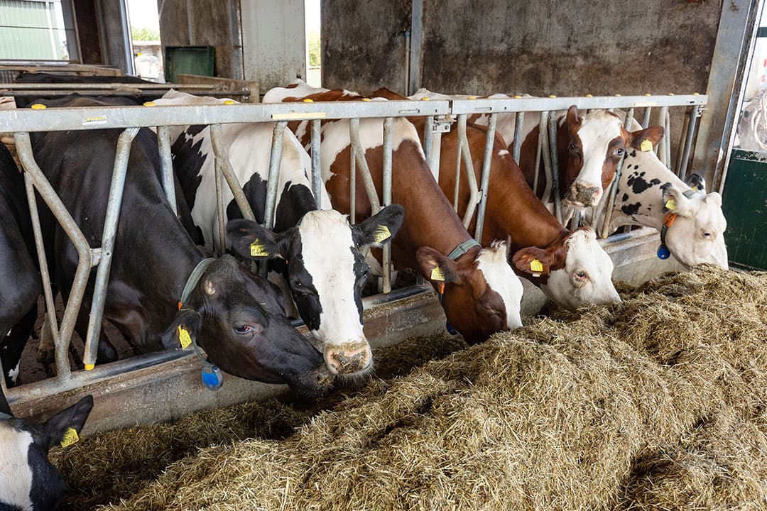 Maatschap de Jongh heeft afgelopen juni 6 hectare van de eerste snede apart gehouden. Daarvan heeft zij hooi gemaakt voor de droge koeien. - Foto's: Herbert Wiggerman