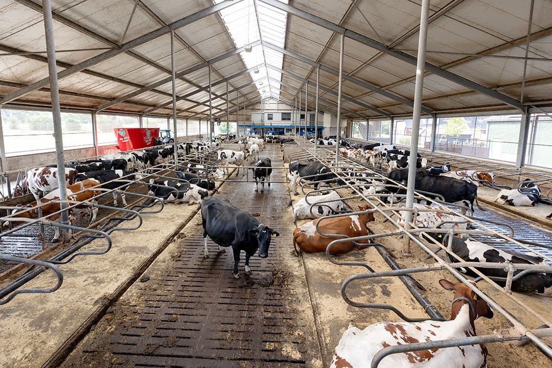 De verse koeien trekken het nu veel makkelijker. De gezondheid van de koeien is ook verbeterd.