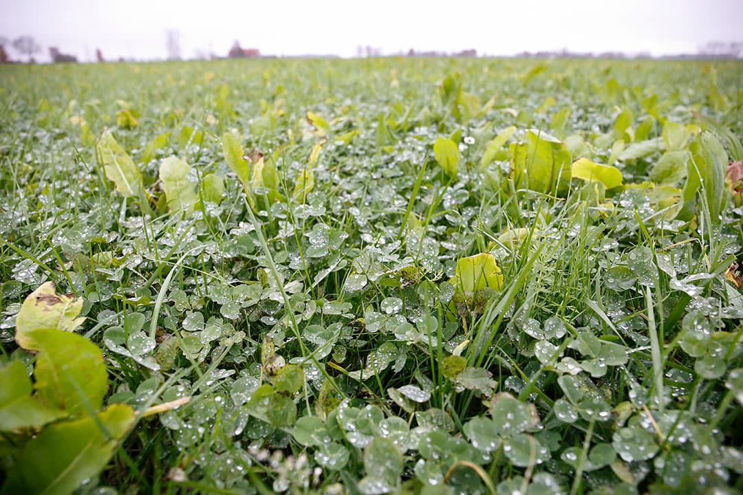 7 hectare van de huiskavel is kruidenrijk gras en bestaat onder meer uit klavers, cichorei en smalle weegbree.