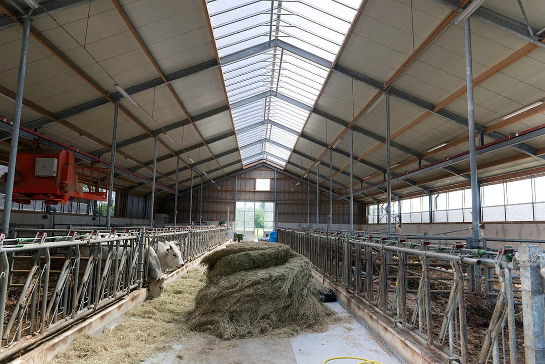 Een overzicht in de nu bijna lege potstal uit 2021. Licht is er voldoende.