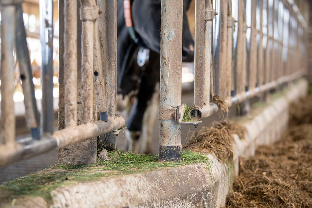 Om extra ruimte te creëren achter het voerhek is dat verplaatst in het oude gedeelte van de stal.