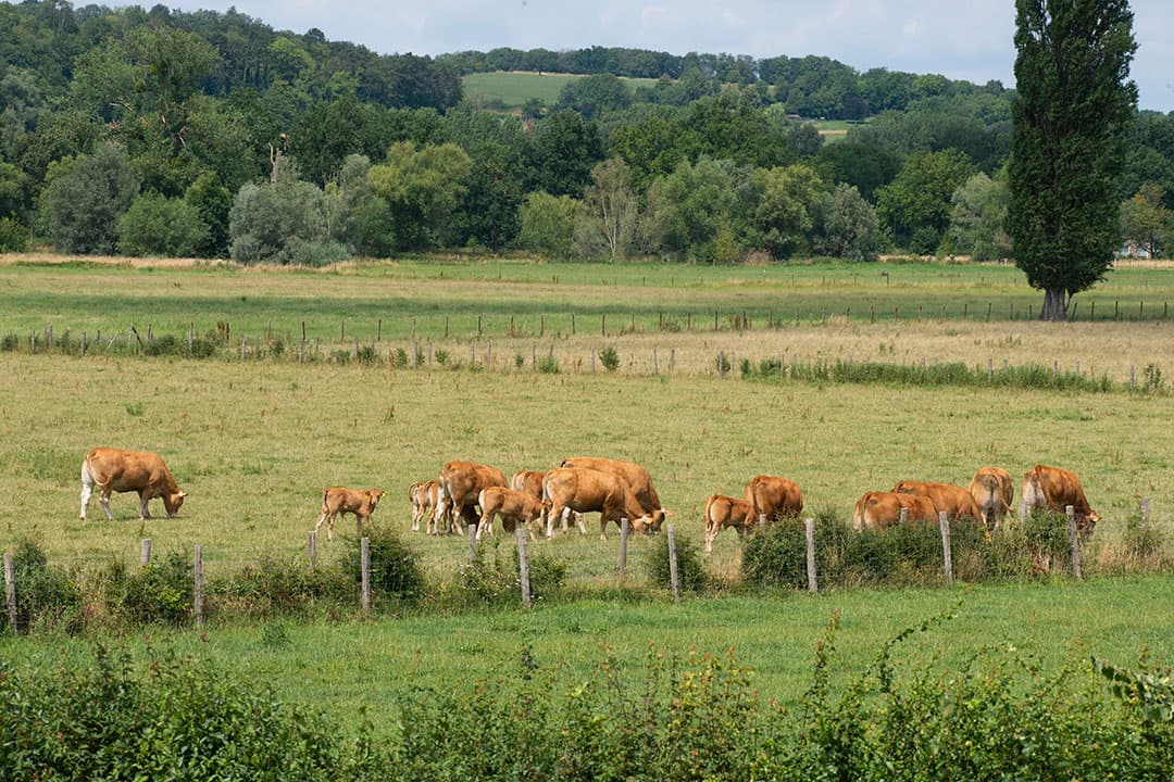De Limousins lopen in het in fraaie Limburgse landschap van het Geuldal met de Keutenberg op de achtergrond. - Foto's: Twan Wiermans