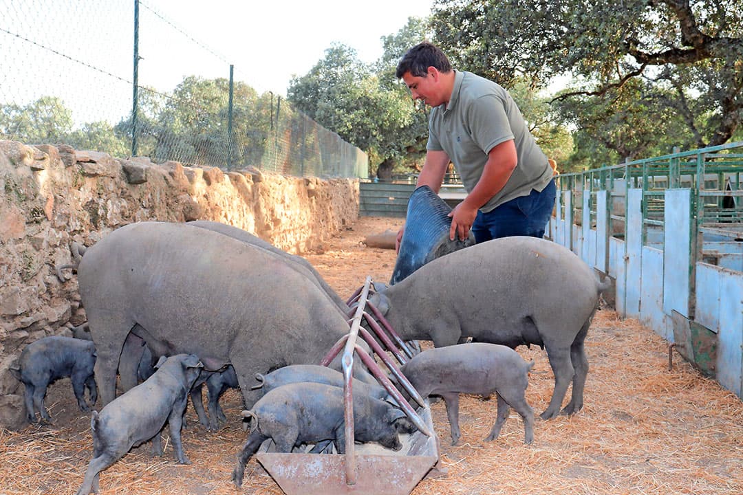 Antonio heeft zo’n 70 zeugen waarvan hij de biggen zelf afmest. De varkens hebben 100% Iberico-genetica.