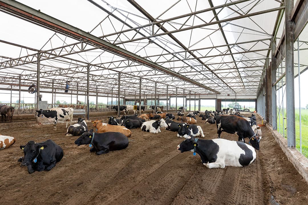 De rust in de VrijLevenStal valt op. Bijna alle koeien liggen in het zand. Het koele zand is ook een uitkomst op zeer hete dagen. - Foto's: Herbert Wiggerman