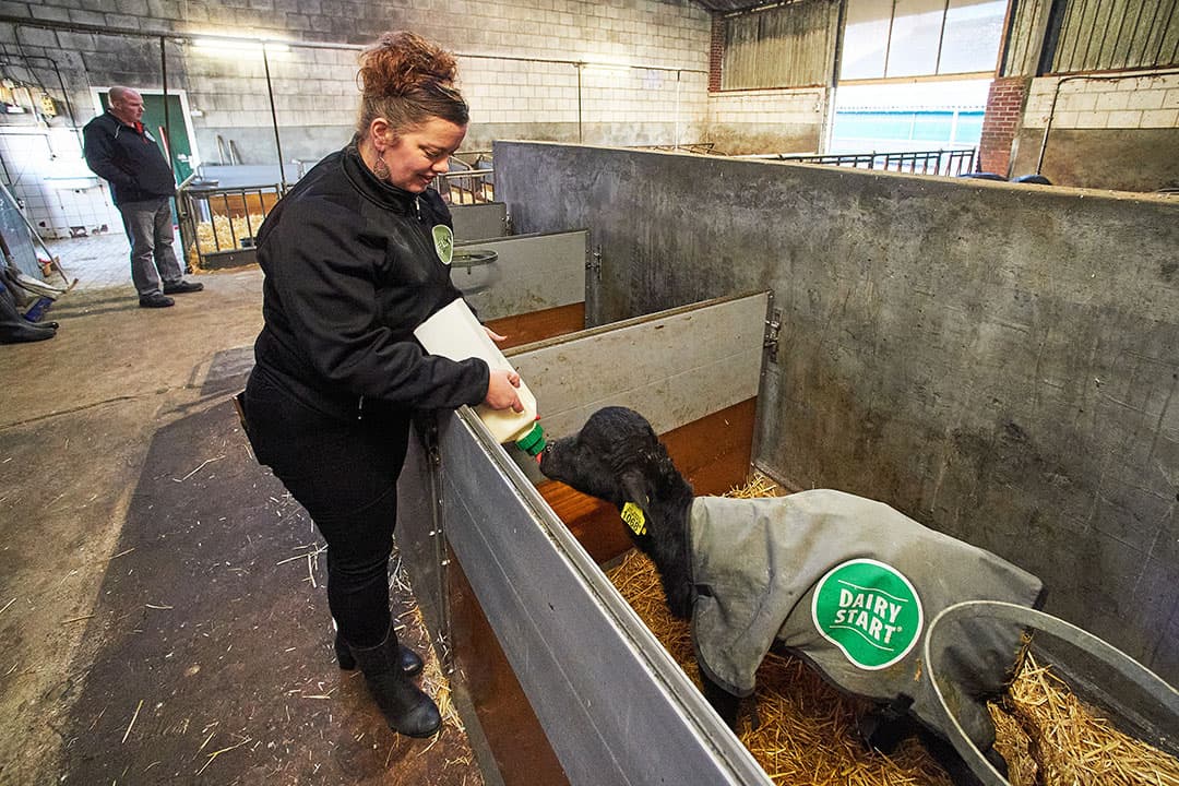 Van den Hurk houdt alle buffels aan; vaarzen en stiertjes. De stiertjes worden geslacht voor vleesverkoop in de winkel.