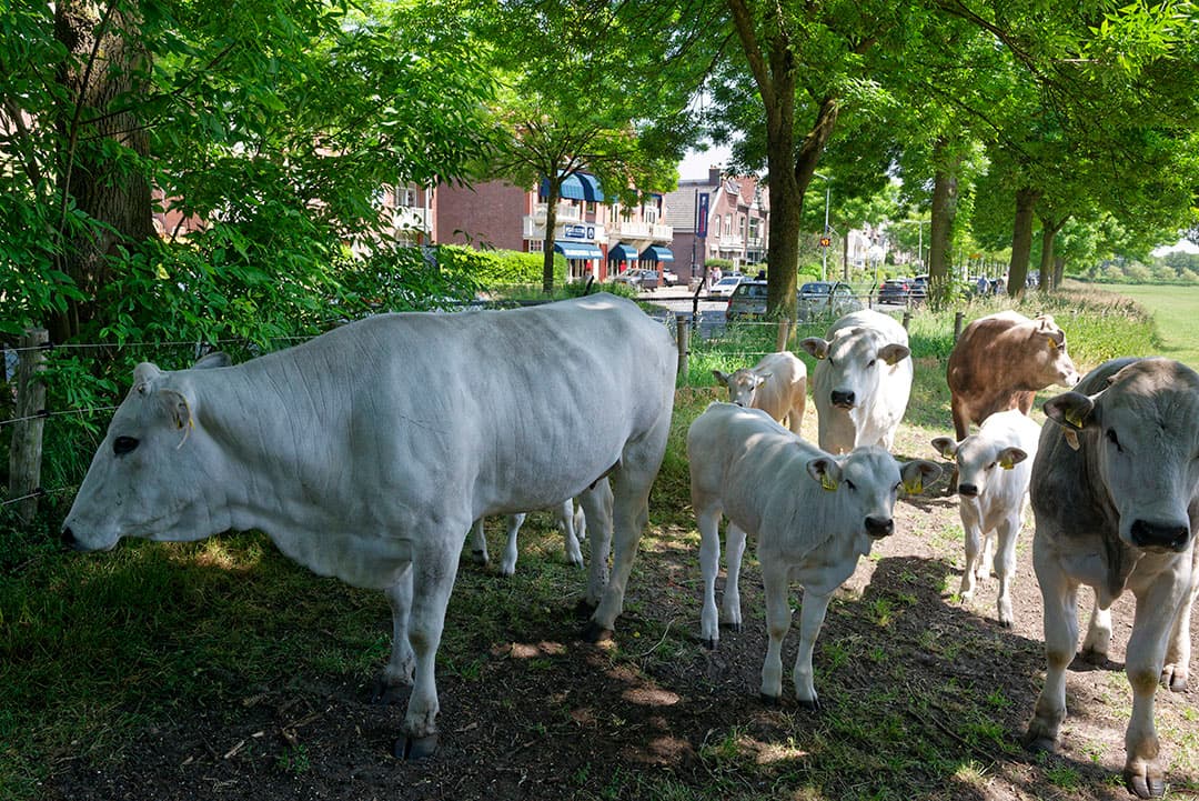 De Marchigiana-kudde loopt buiten, dicht bij de bebouwing en op slechts enkele kilometers afstand van de zee.