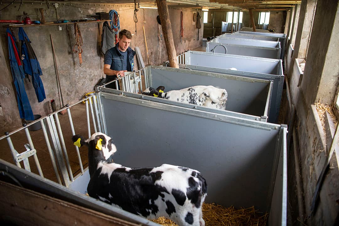 Bokke Harmen bij de jongste kalveren die in nieuwe eenlingboxen van 1 meter breed zijn gehuisvest.