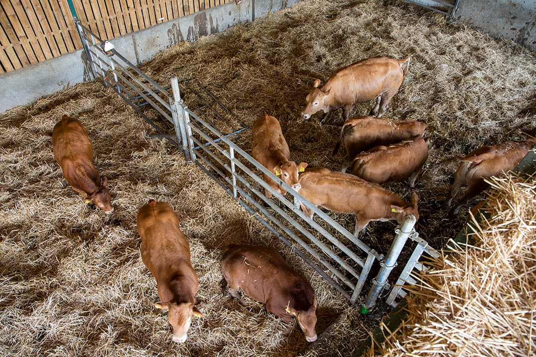 In de potstal staan acht Limousins in een hok en elk dier heeft er 6,9 m2 ruimte.