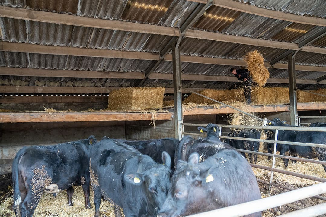 De hokken worden vanaf een strozolder ingestrooid. Alle stallen zijn zeer ruim opgezet.
