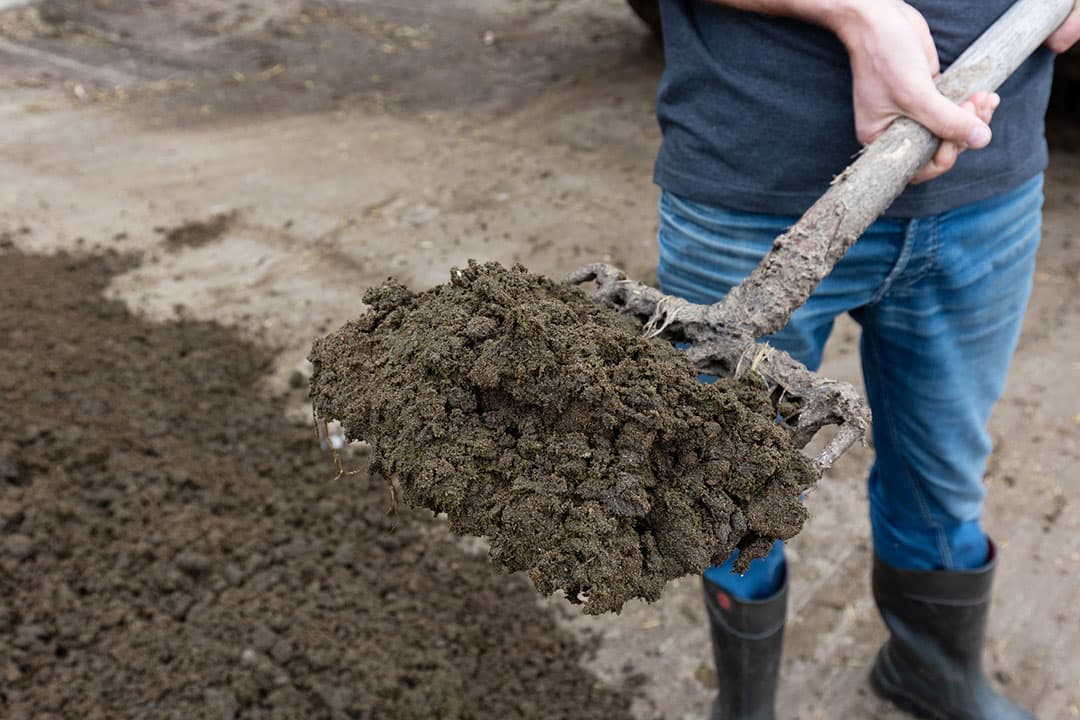 De opgeslagen mest is wel behoorlijke zanderig. Hoe meer ruimte per koe hoe minder zand in de mest achterblijft.
