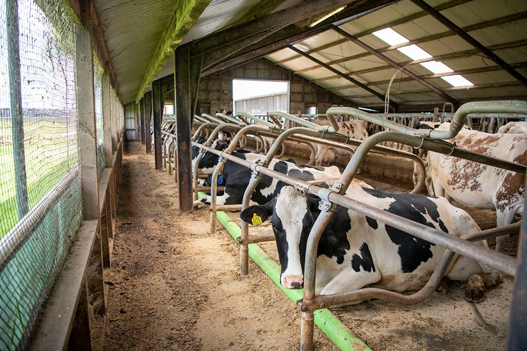 Ook de jongveestal is in het kader van Beter Leven aangepast. Er is meer kopruimte gemaakt en tegelijk is de ventilatie verbeterd.
